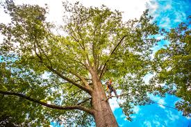 Best Tree Mulching  in Felton, CA