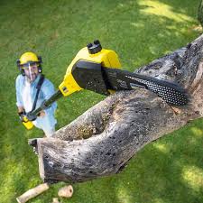 Best Tree Trimming and Pruning  in Felton, CA