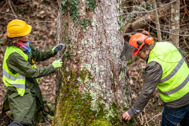 Best Tree Removal  in Felton, CA