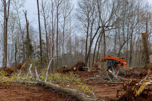 Best Root Management and Removal  in Felton, CA