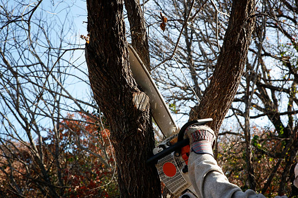 Best Tree Disease Treatment  in Felton, CA