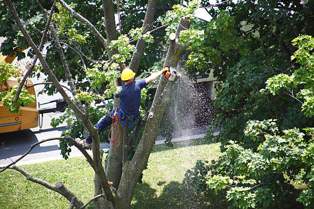 Professional Tree Services in Felton, CA