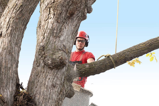 How Our Tree Care Process Works  in  Felton, CA